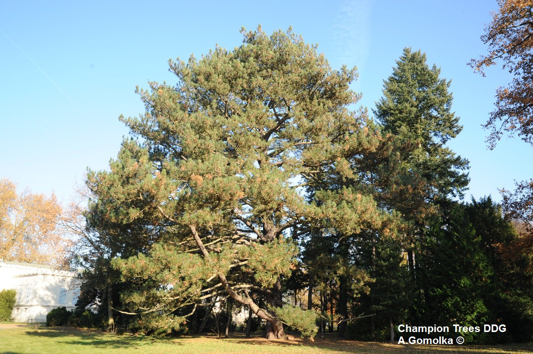 nigra Pinus