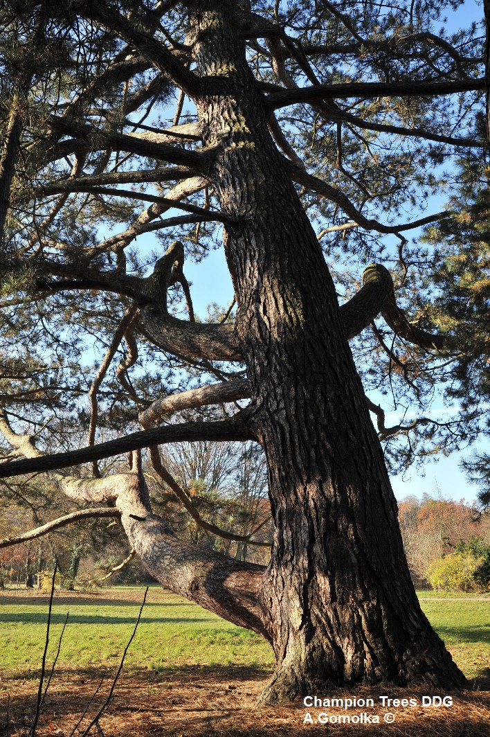 Schwarzkiefer - Potsdam - 2010