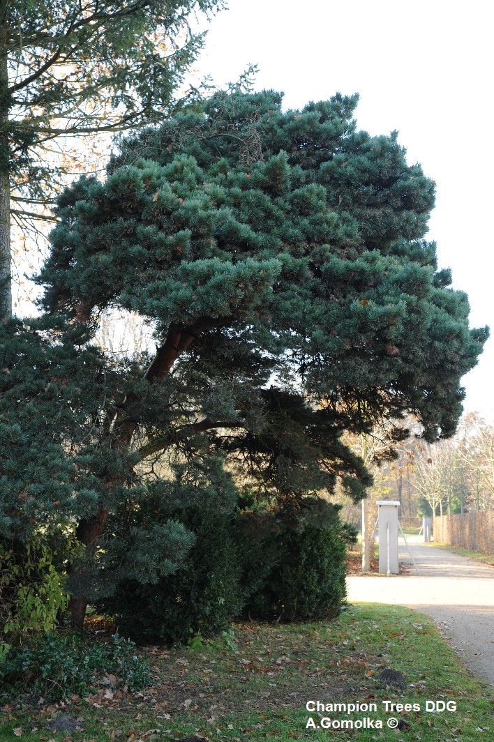 'Watereri' Pinus sylvestris