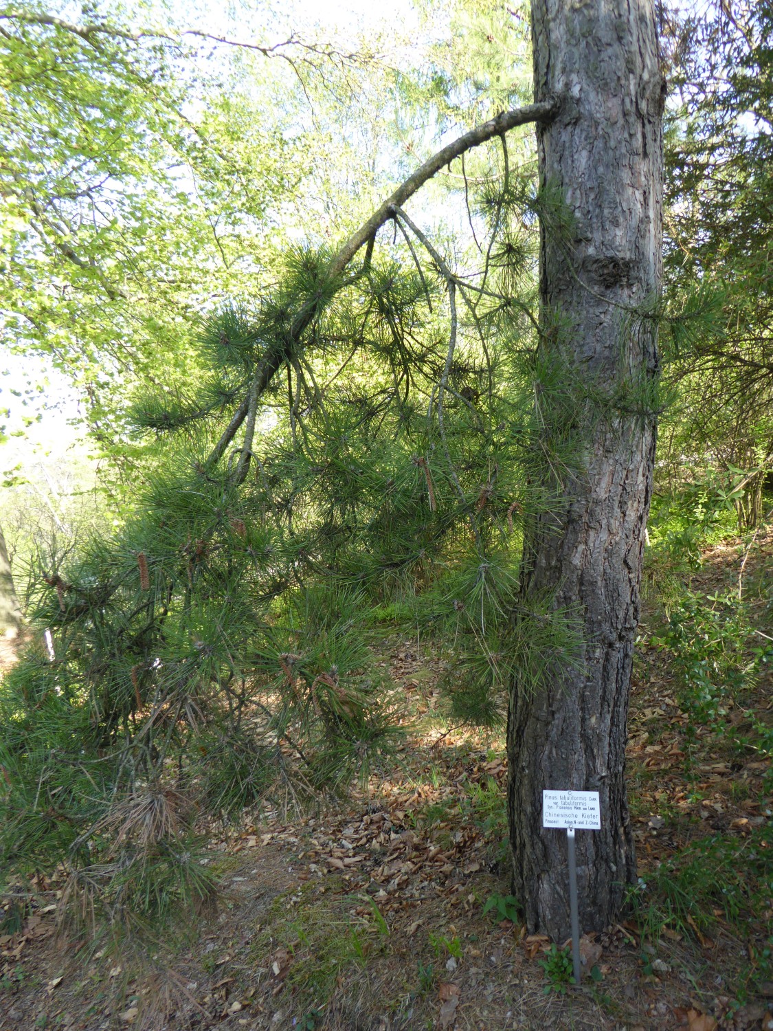 Pinus tabuliformis  - Tharandt - 2019