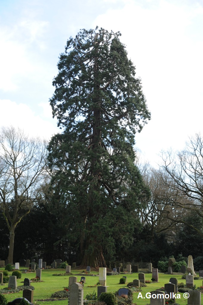 giganteum Sequoiadendron