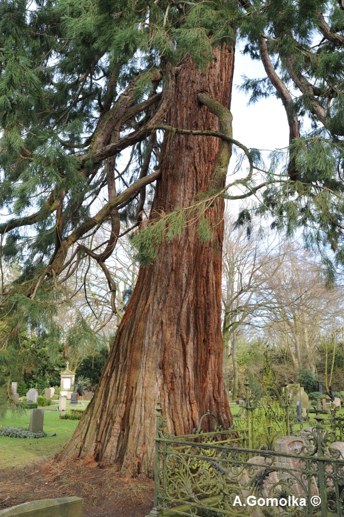 Sequoiadendron giganteum - Bremen, Friedhof - Februar 2014