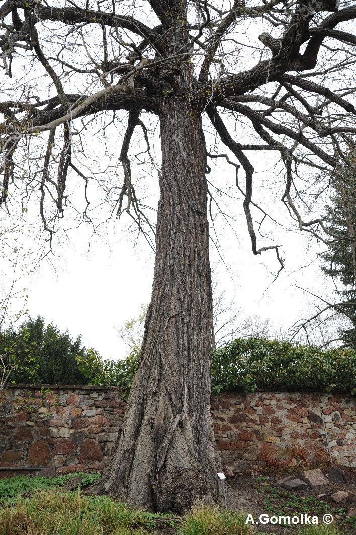 fraxinifolia Pterocarya