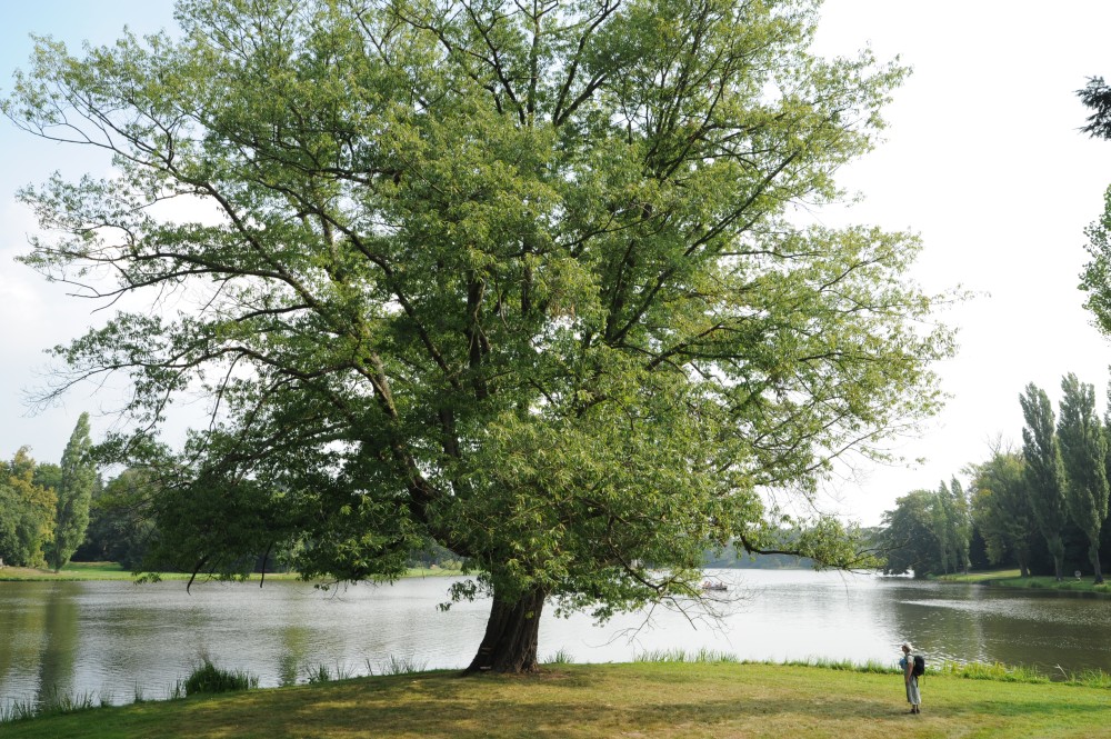 × heterophylla Quercus