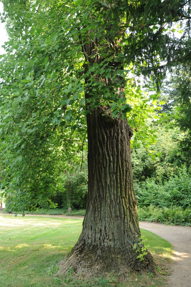Liriodendron tulipifera
