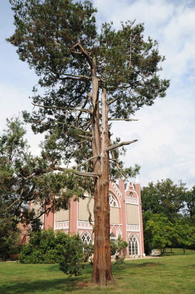'Squarrosa' Chamaecyparis pisifera