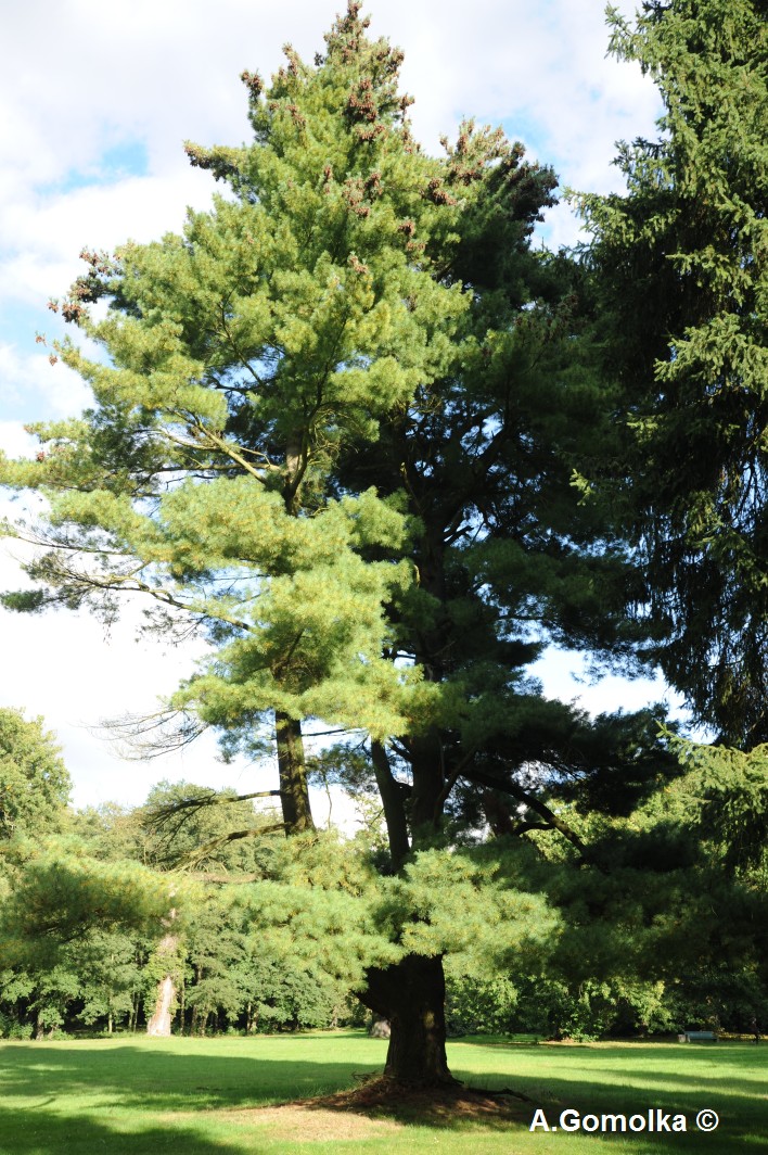 Weymouth-Kiefer - Kropstädt - Sommer 2013