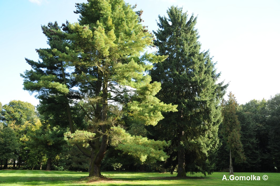 Weymouth-Kiefer - Kropstädt - Sommer 2013