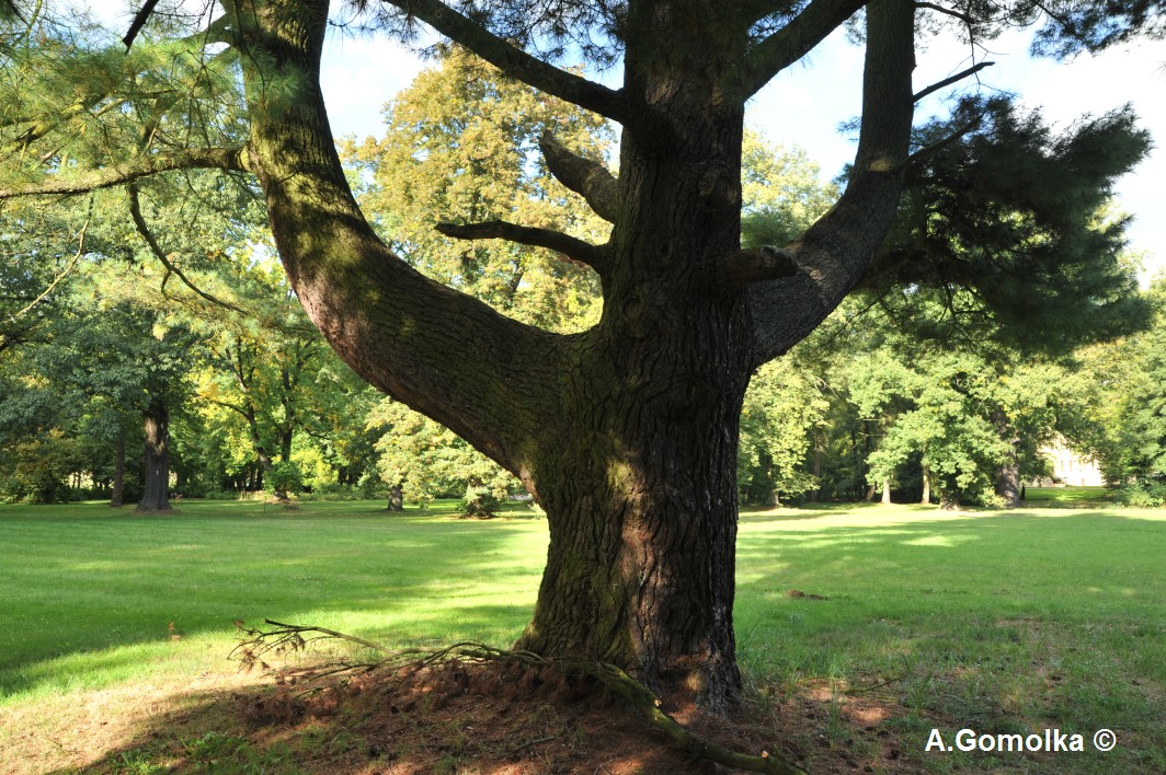 Weymouth-Kiefer - Kropstädt - Sommer 2013