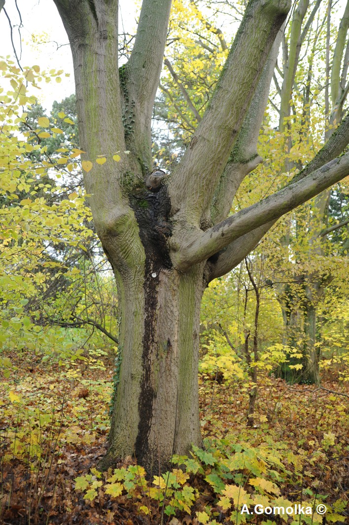 Kolchischer Ahorn - Park IG Farben - November 2012