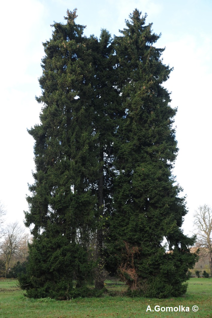 orientalis Picea
