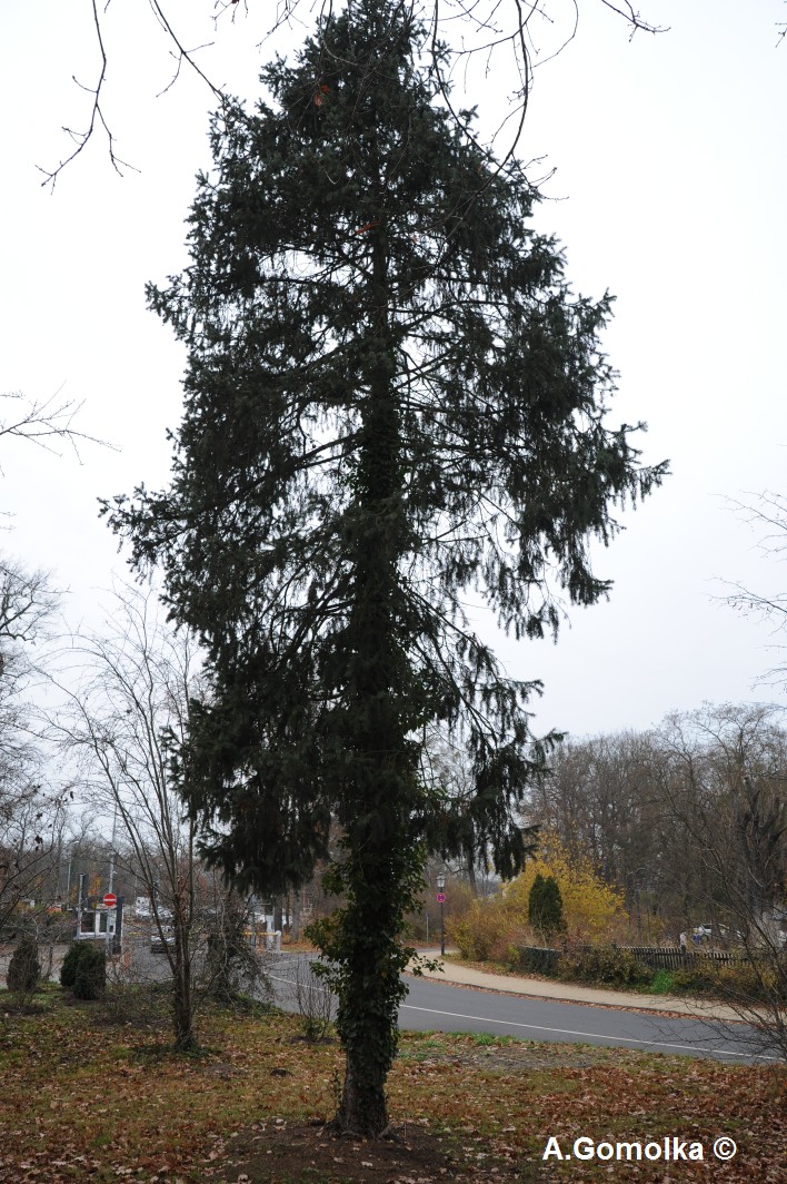 Picea schrenkiana