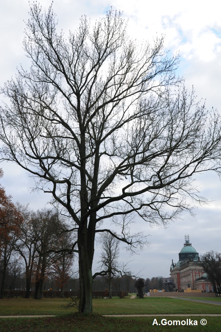 Liquidambar styraciflua