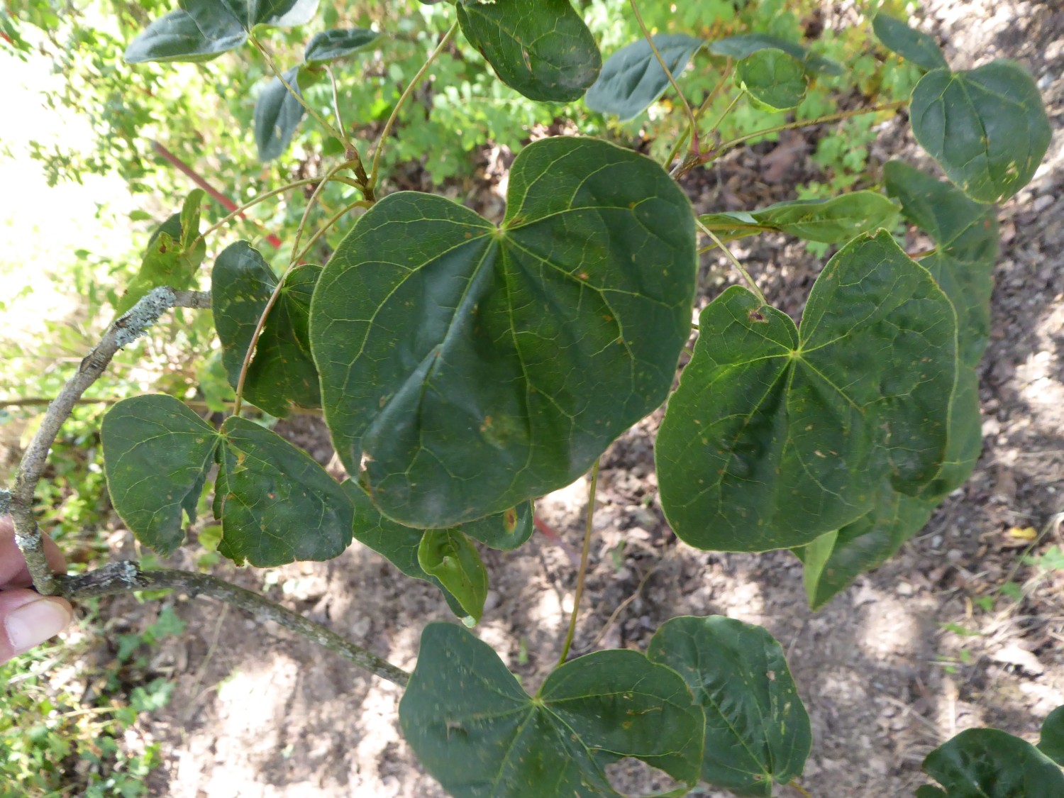 Acer platanoides 'Tharandt' - Tharandt - 2019