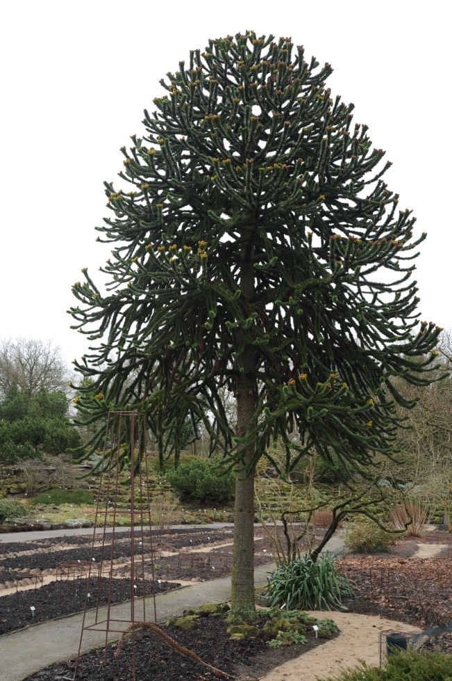 araucana Araucaria