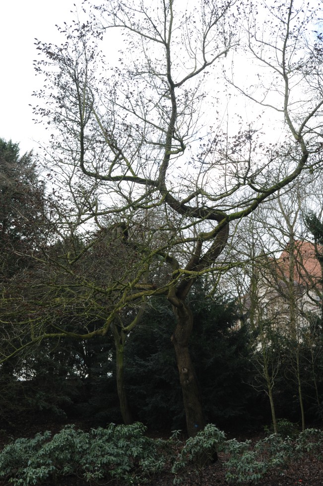 Liquidambar styraciflua - Bremen, Wallanlagen - Februar 2014