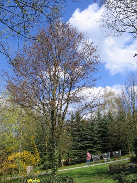 Cercidiphyllum japonicum