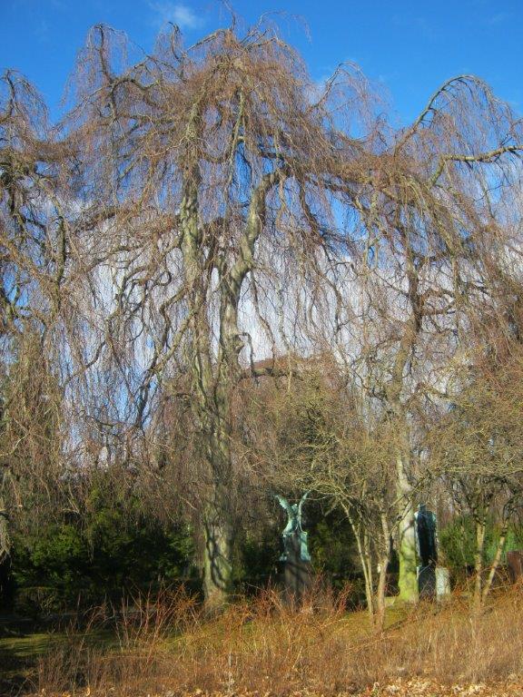 'Pendula' Fagus sylvatica