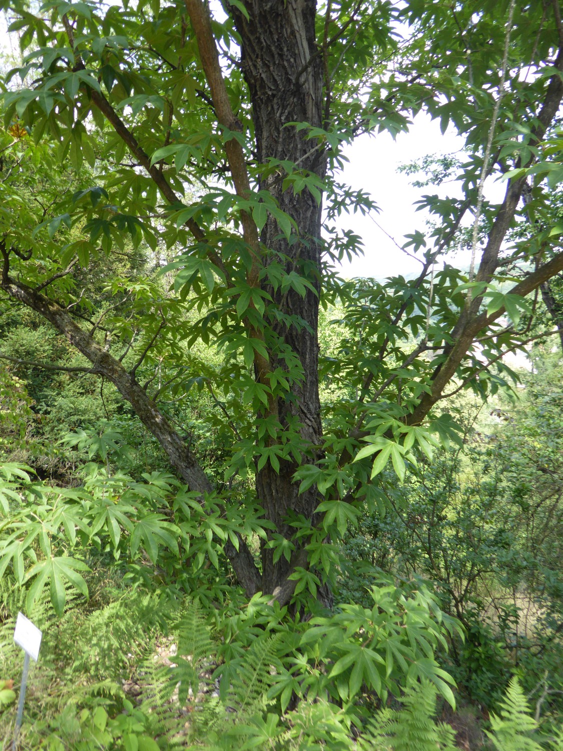 Kalopanax septemlobus