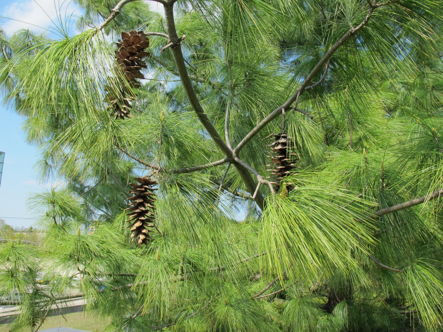 Pinus wallichiana  - Dresden - 2013