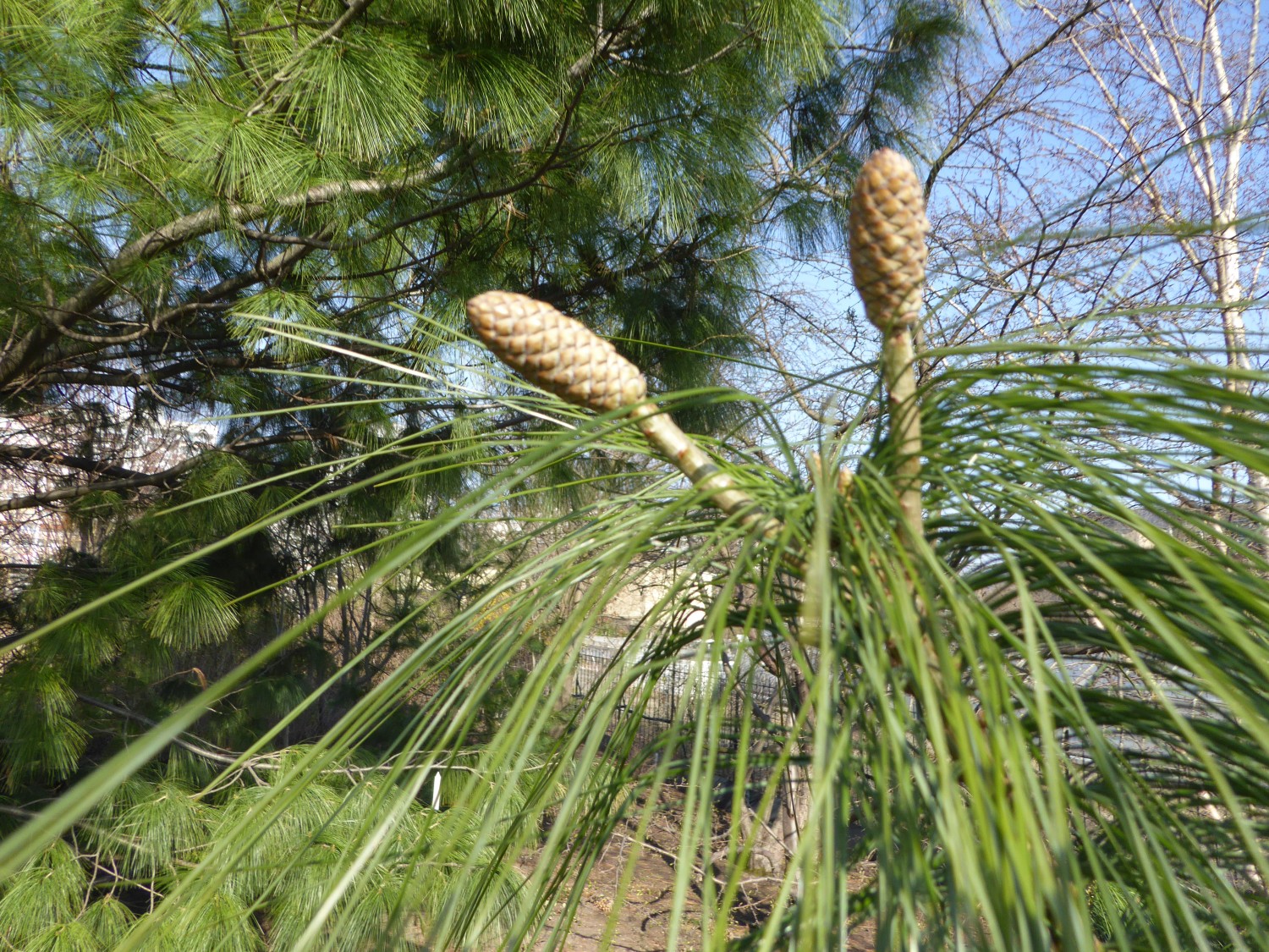 Pinus wallichiana  - Dresden - 2019