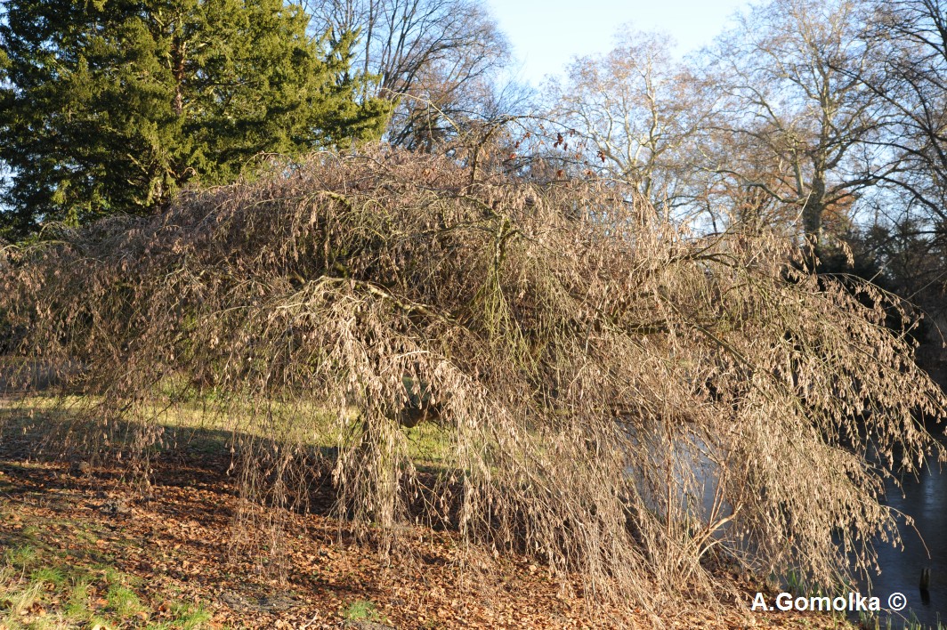 'Pendula' avellana Corylus