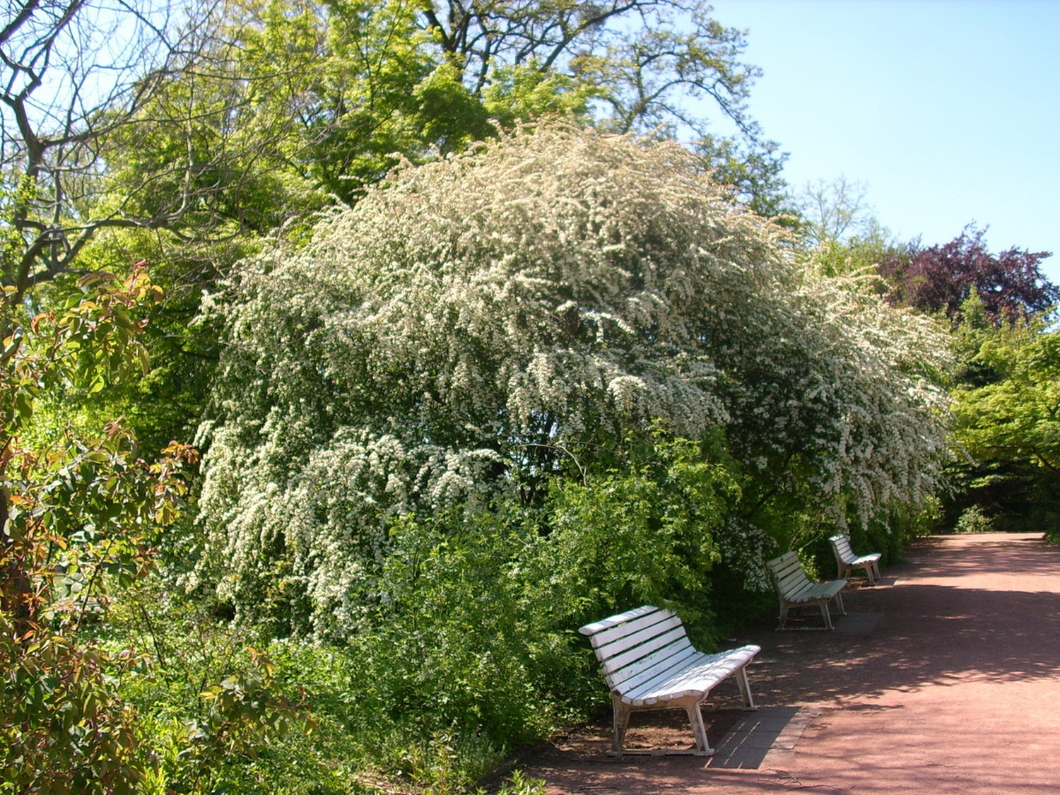 Cotoneaster multiflorus