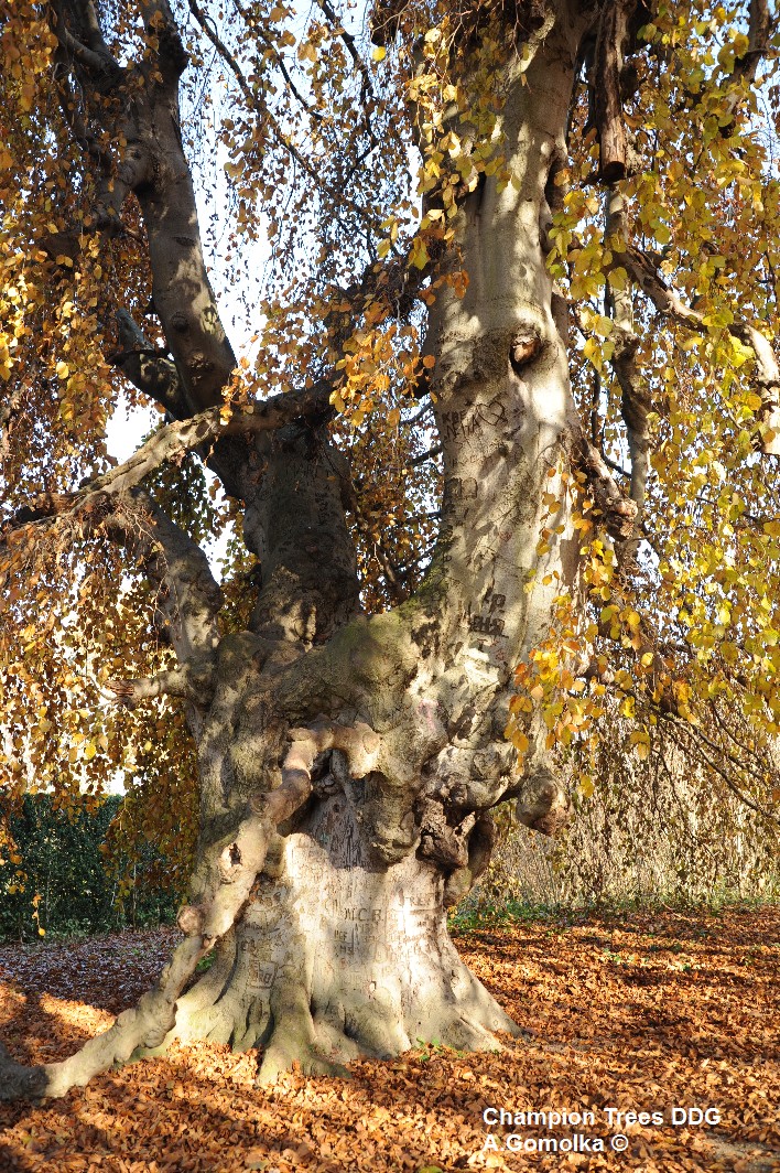 'Pendula' Fagus sylvatica