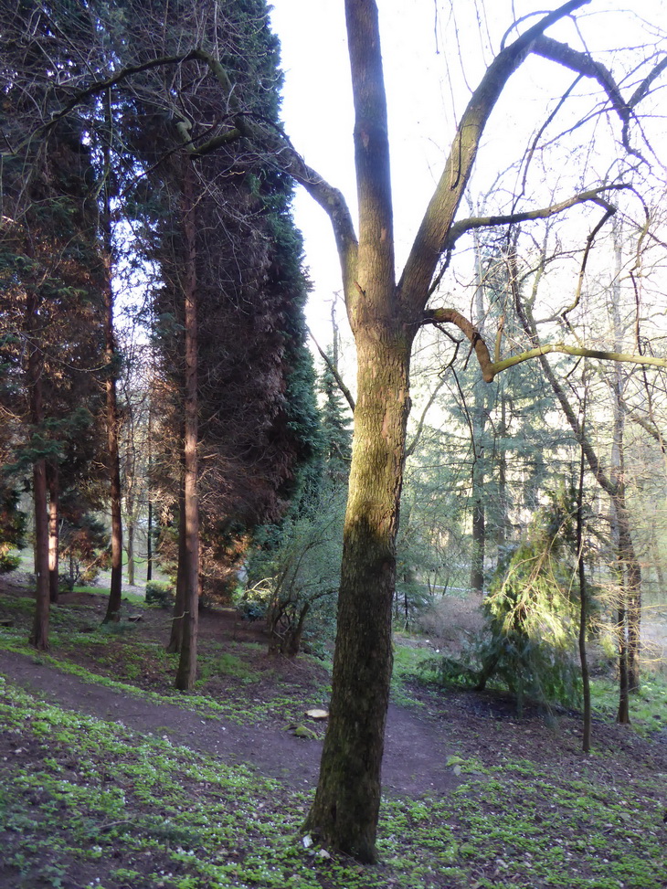 carolina Halesia var. monticola