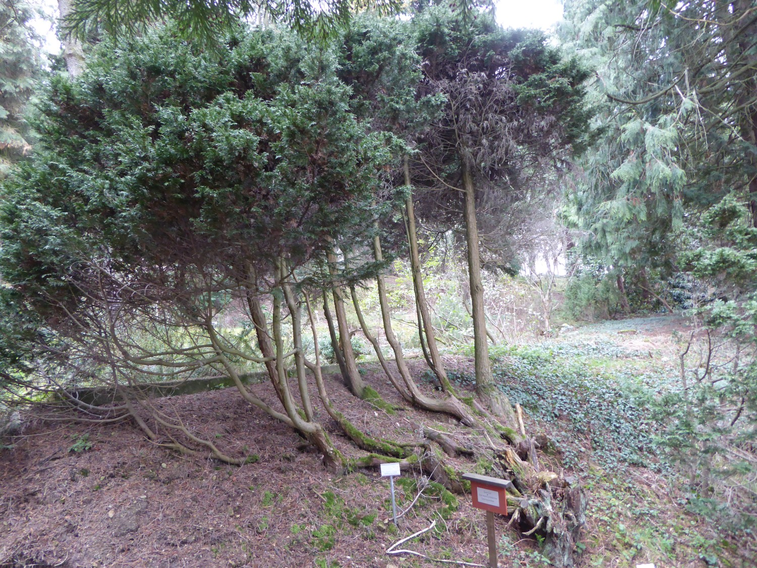 'Tharandtensis Caesia' Chamaecyparis lawsoniana