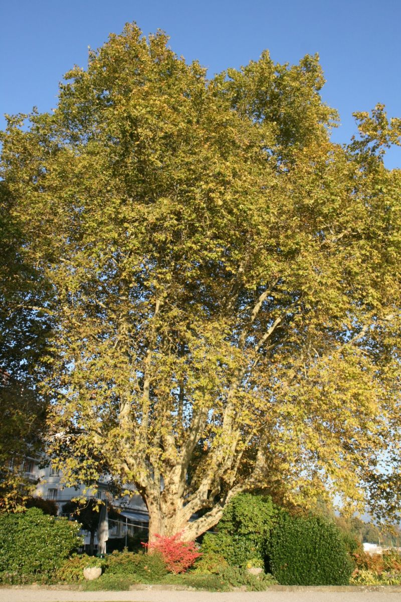 × hispanica Platanus