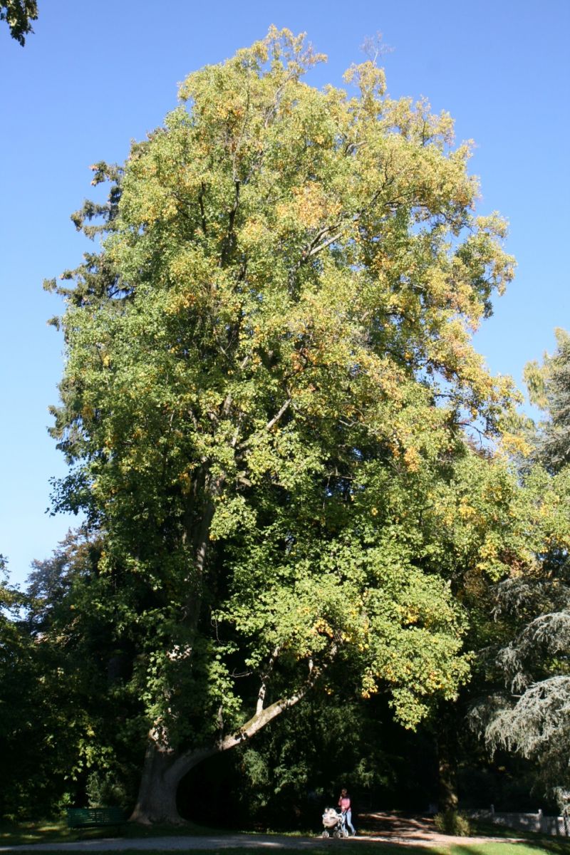 'Aureomarginatum' Liriodendron tulipifera