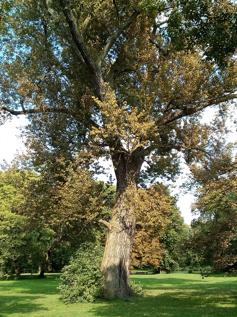 × canadensis Populus