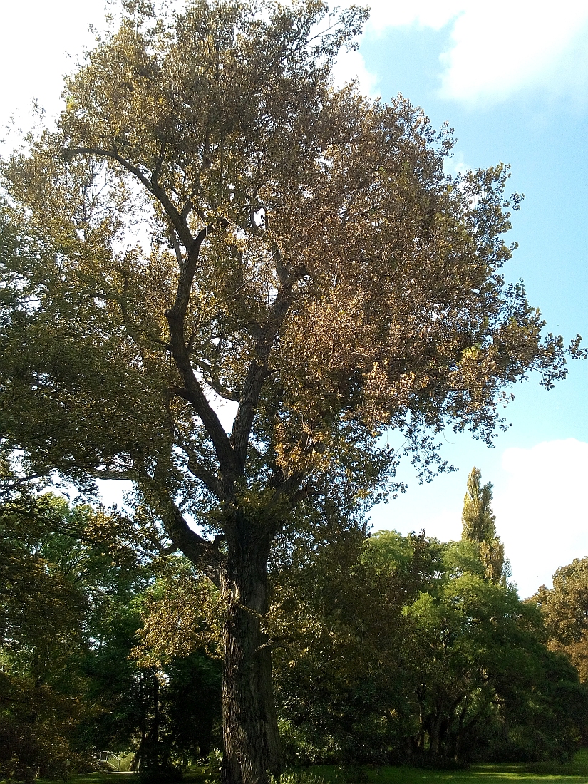 Populus × canadensis - Braunschweig - Sept. 2017