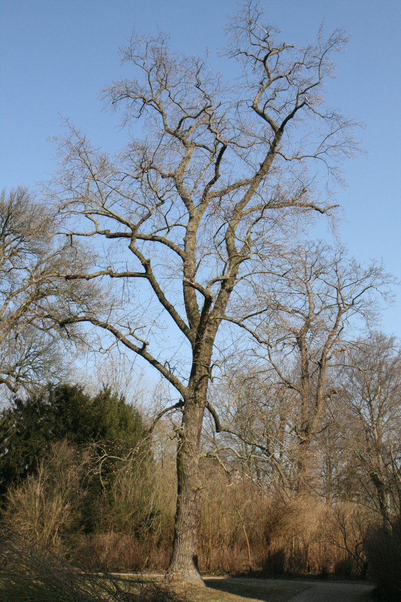 Liriodendron tulipifera