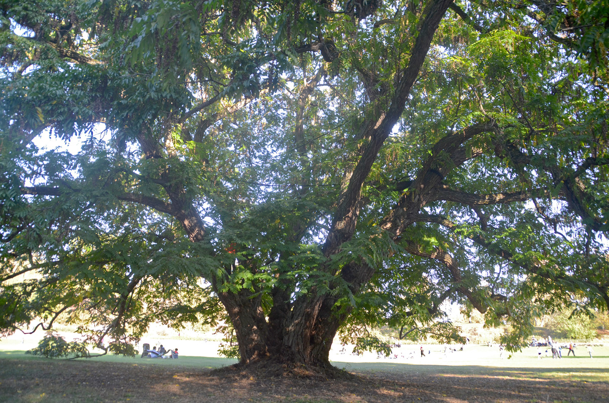 fraxinifolia Pterocarya