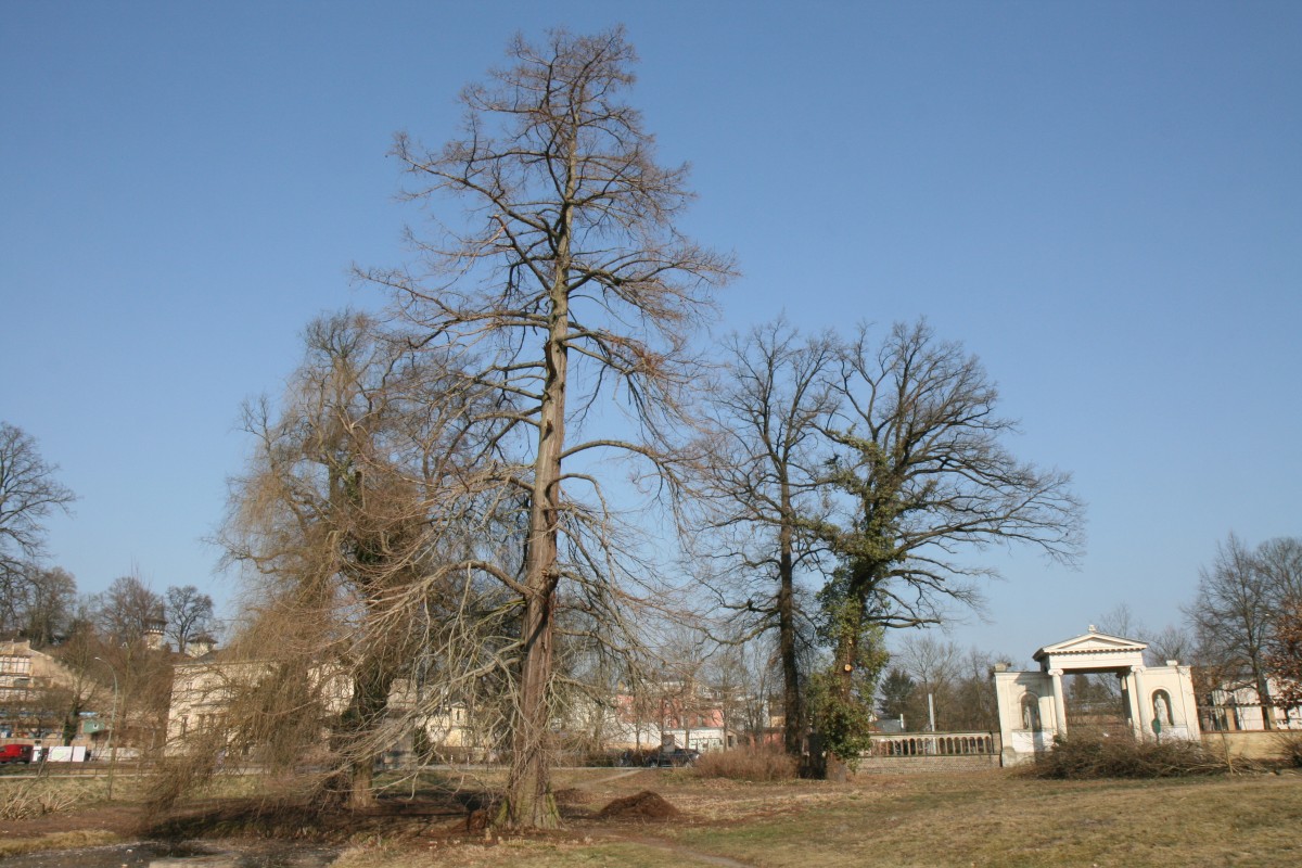 distichum Taxodium