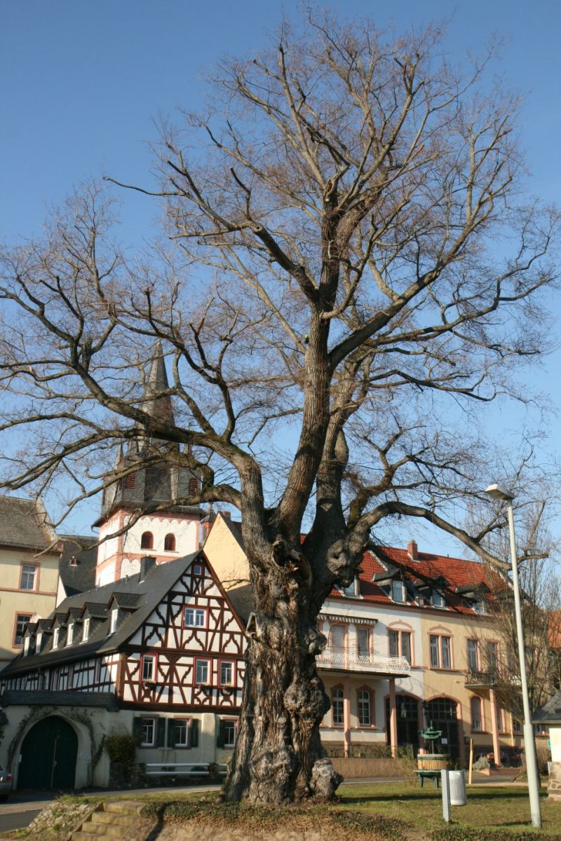 Ulmus minor - Oestrich-Winkel