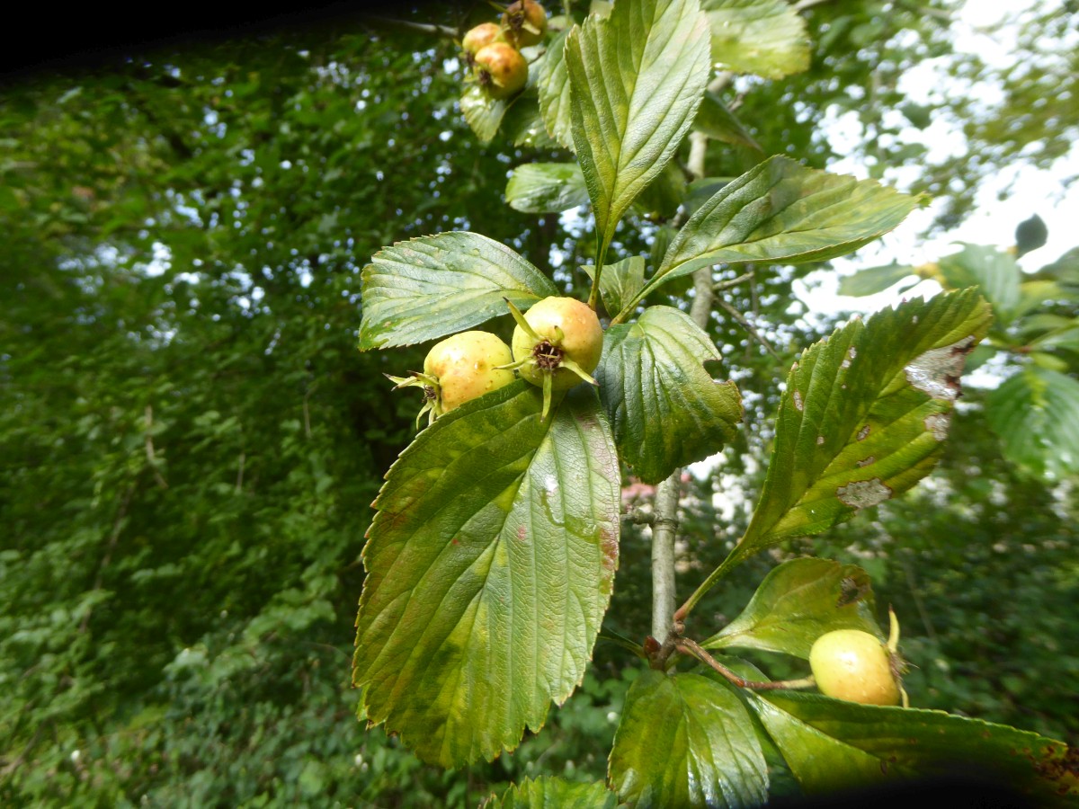 Crataegus punctata var. aurea - Dresden-Pillnitz - 2017