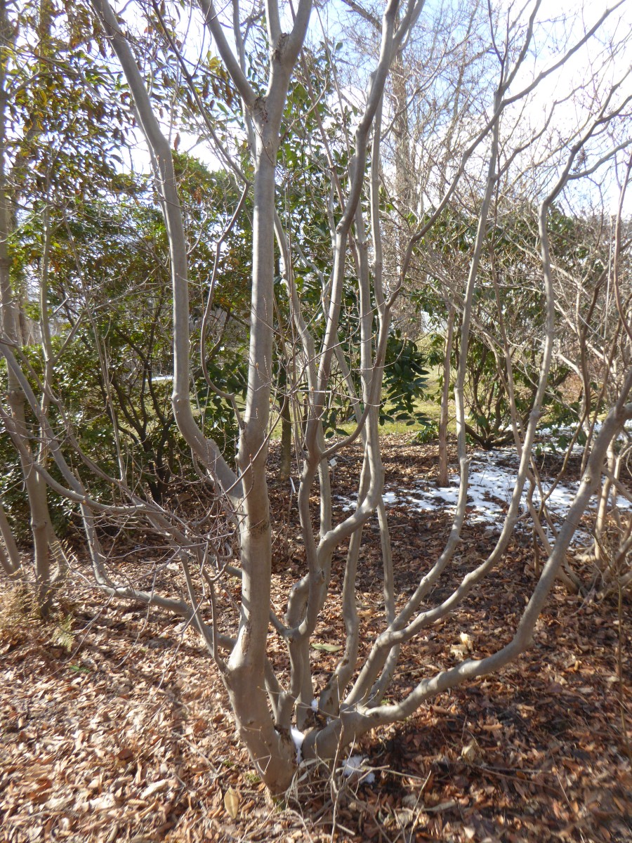 Enkianthus perulatus