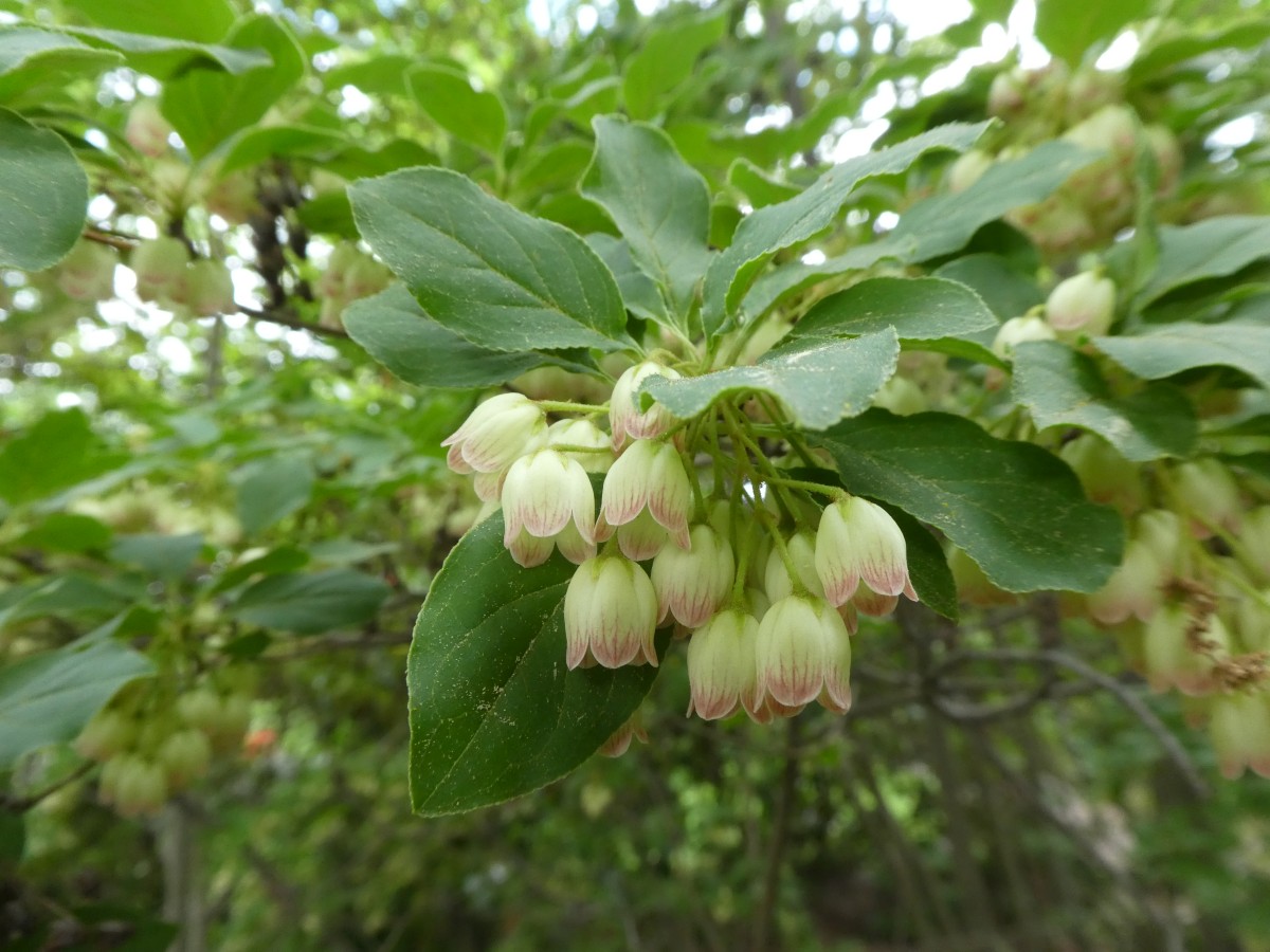 Enkianthus perulatus  - Dresden - Mai 2018