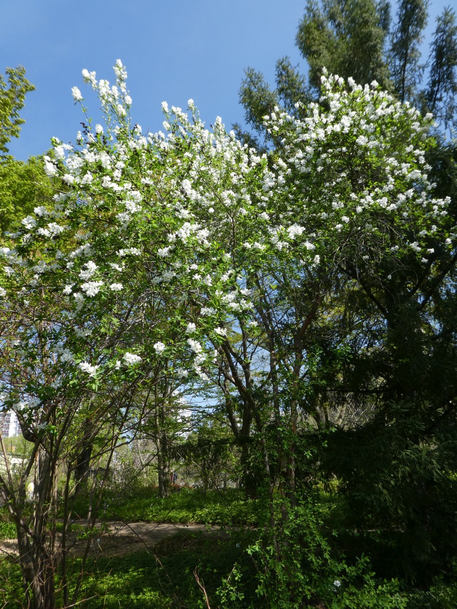 Exochorda korolkowii