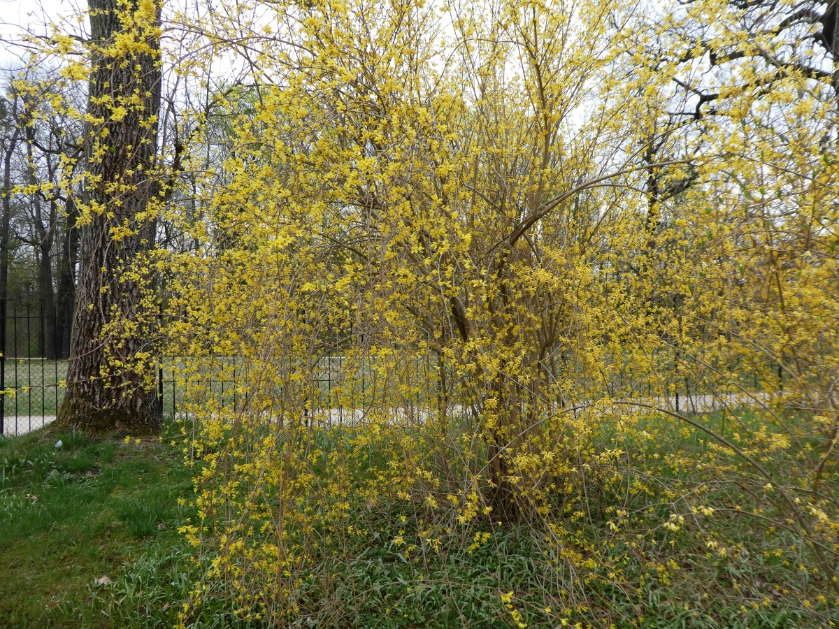 Forsythia suspensa var. suspensa