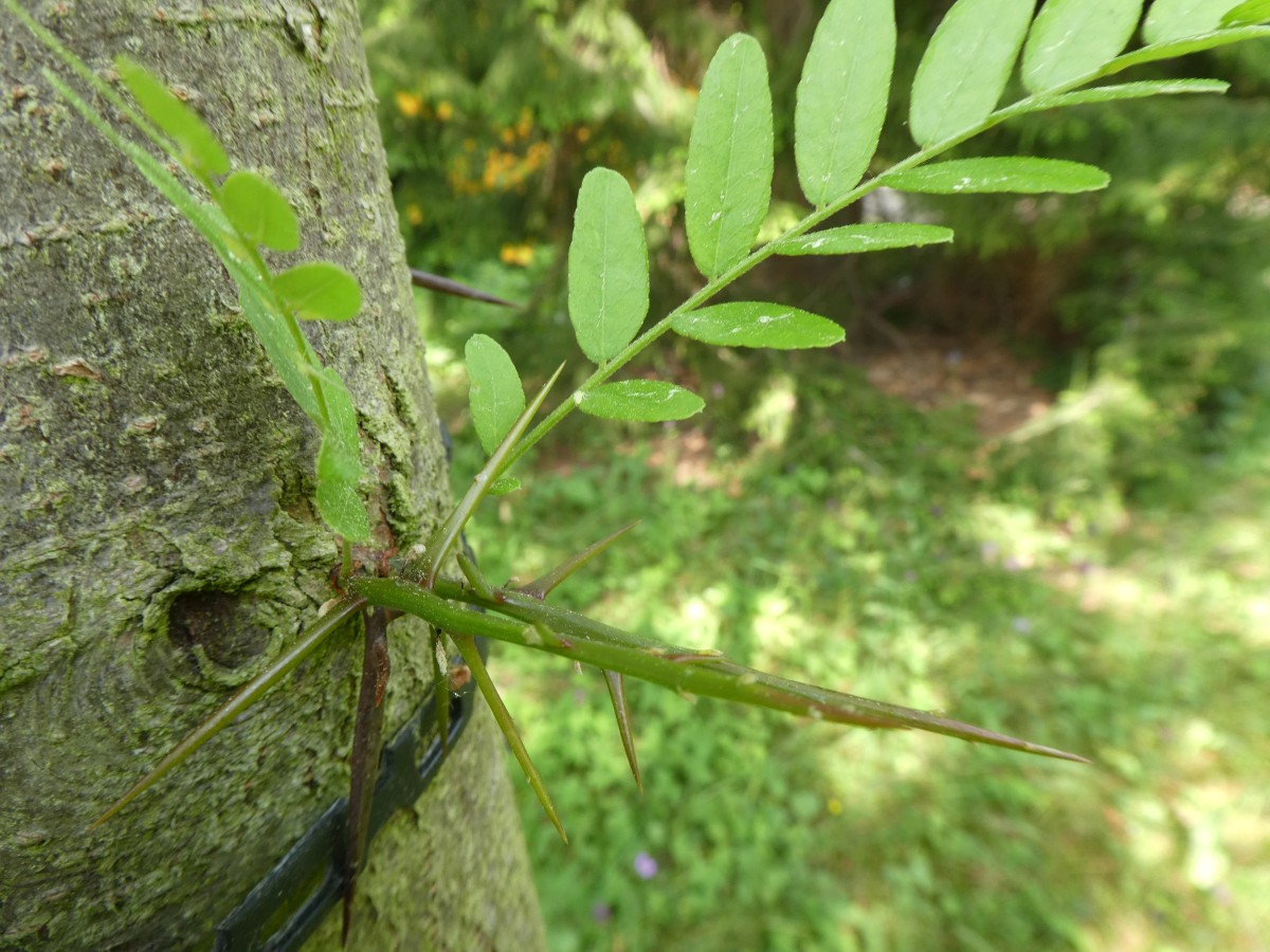 Gleditsia caspica  - Dresden - 2018