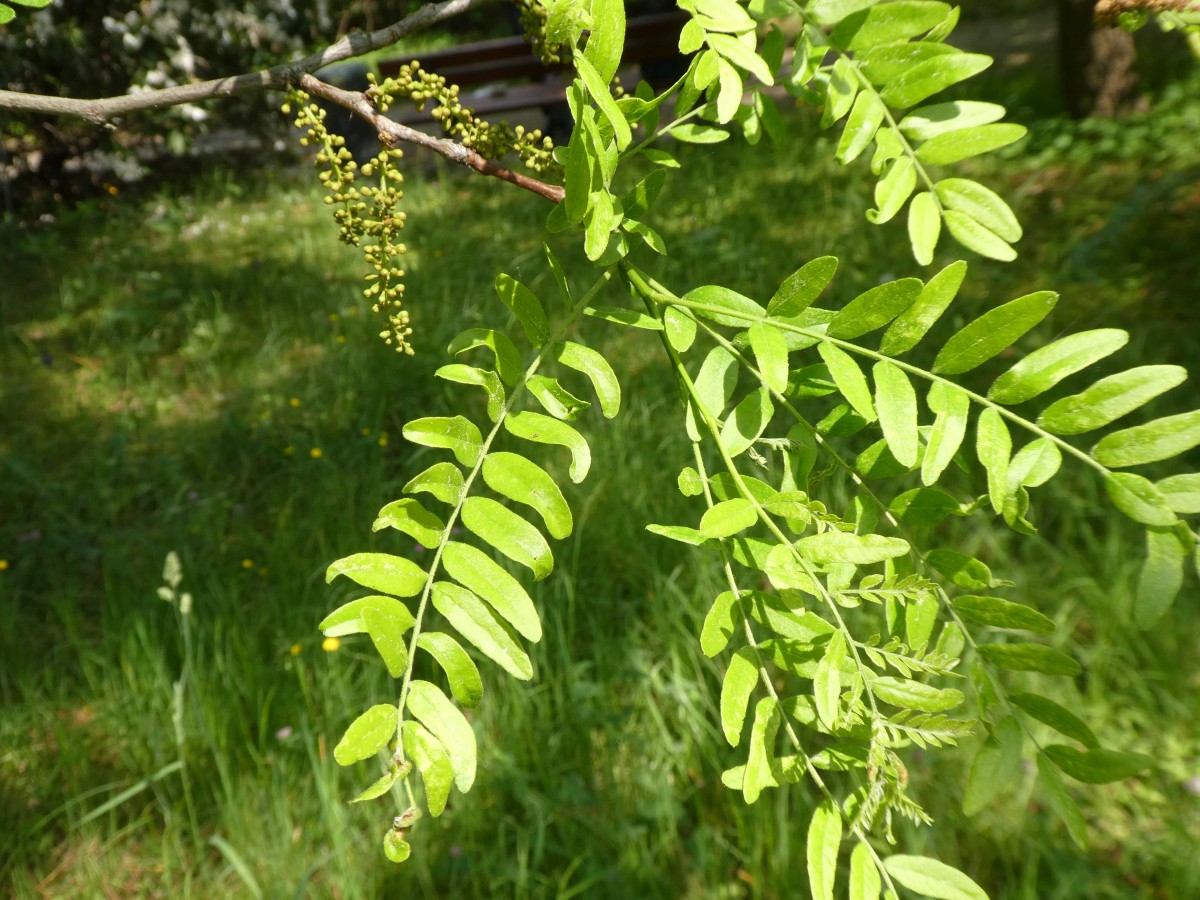 Gleditsia caspica  - Dresden - 2018