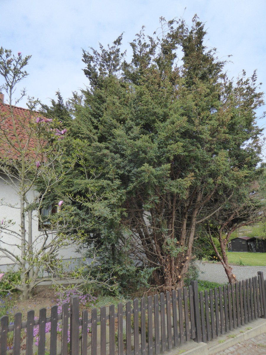 Juniperus squamata 'Wilsonii' - Dresden - 2017