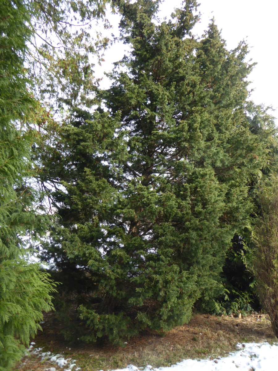 Juniperus var. crebra virginiana