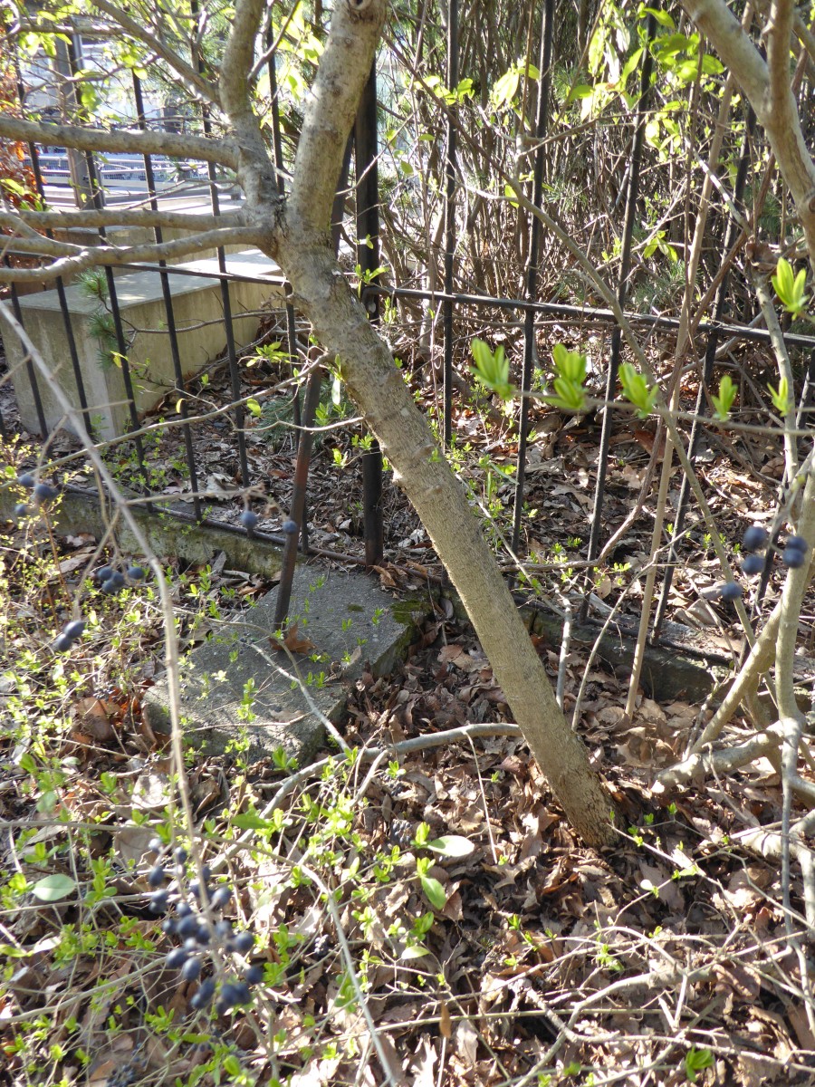 Ligustrum obtusifolium