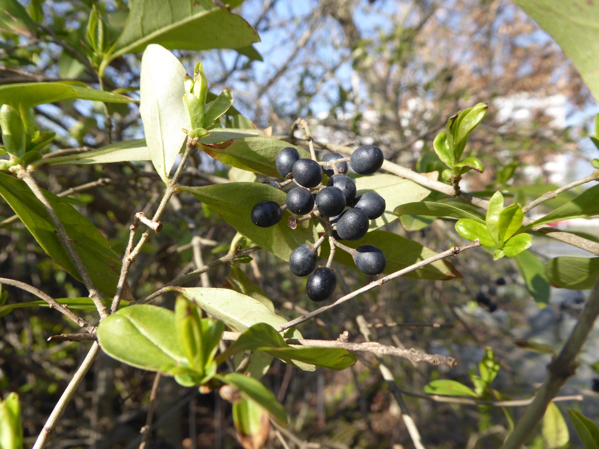 Ligustrum obtusifolium  - Dresden - 2019
