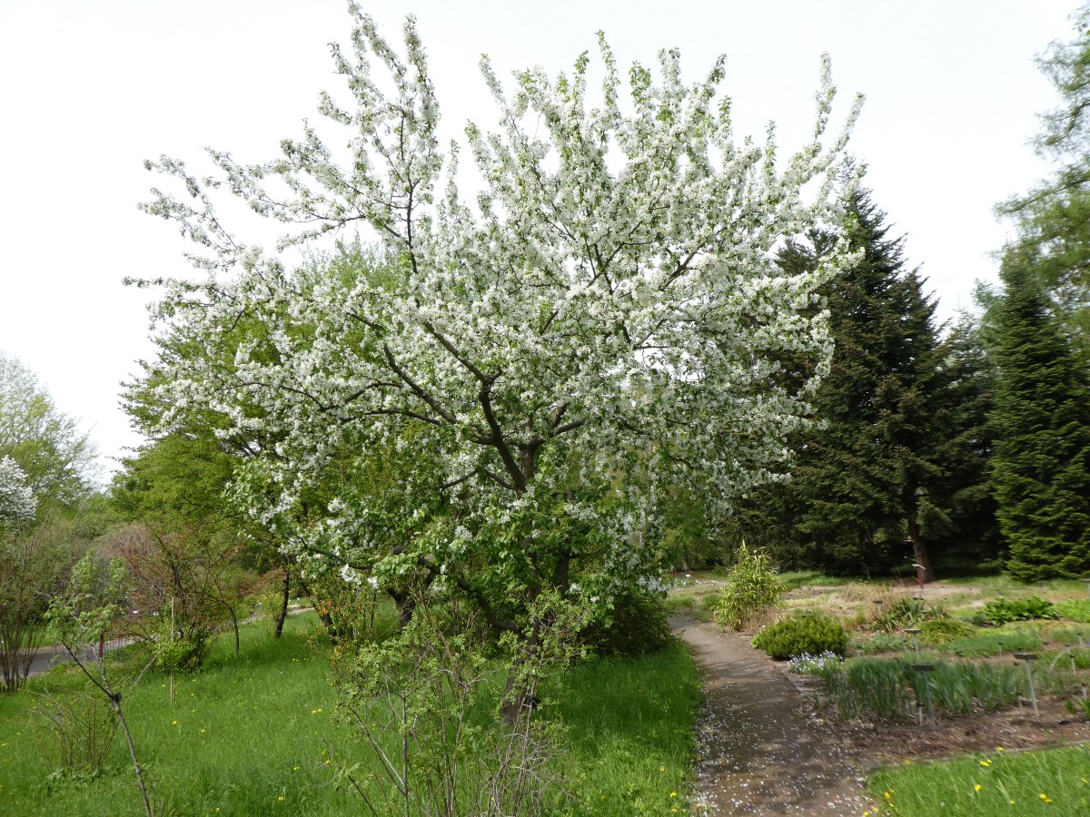 baccata Malus var. mandshurica